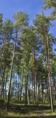 Fototapeta premium Summer forest in a midland of Europe
