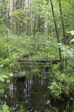 Forest creek in a midland of Europe