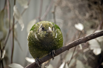 catbird
