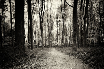Fototapeta premium Bluebells growing on an english woodland floor