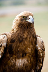 Golden eagles portrait