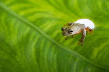 Twin-spotted Treefrog (Rhacophorus bipunctatus) looking curious on green leaf