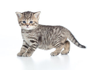 Young cat or kitten standing side view isolated