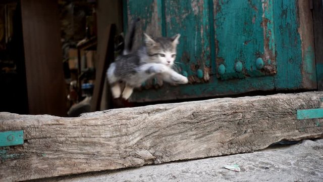 Kitten jumping in super slow motion, loop-ready