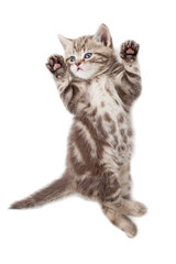 Obraz premium Funny kitten cat top view lying on back isolated