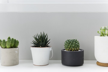 Cactus houseplant decorate minimal style