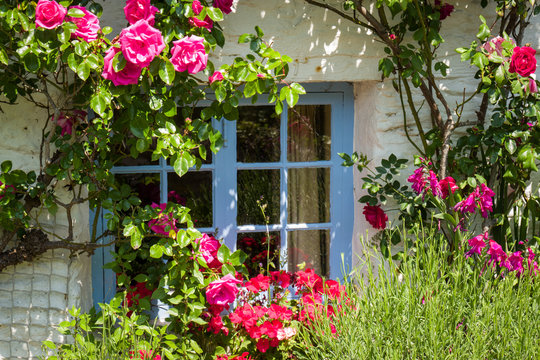 Climbing rose around a window