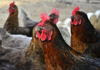 Gallinas de granja.