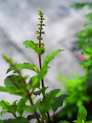 Leaf and flower shoot of holy basil herb plant tree, blurred concrete road background