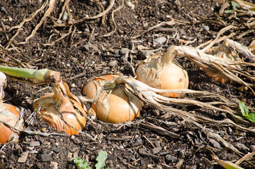 Onions in ground ready for harvest