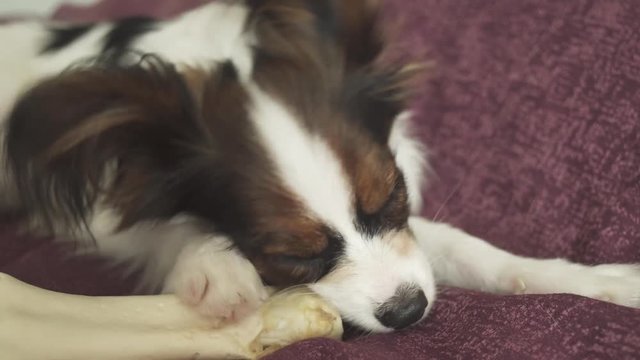Papillon Continental Toy Spaniel puppy gnaws dried leg of mutton stock footage video