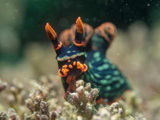 Nudibranch on the coral