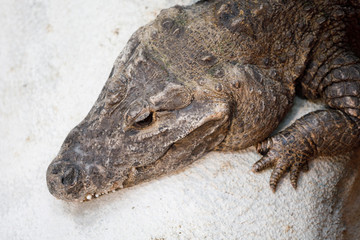 dwarf crocodile (Osteolaemus tetraspis)