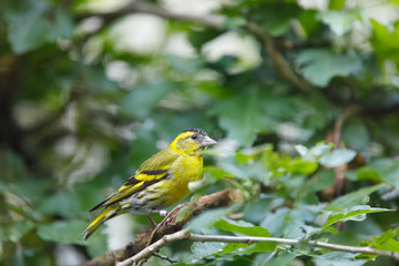 Eurasian siskin (Spinus spinus) small passerine bird