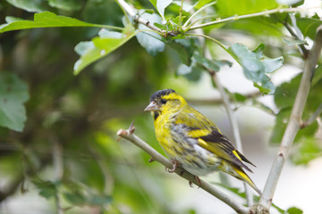 Eurasian siskin (Spinus spinus) small passerine bird