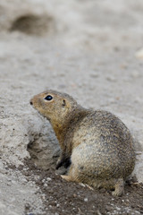 European ground squirrel (Spermophilus citellus)