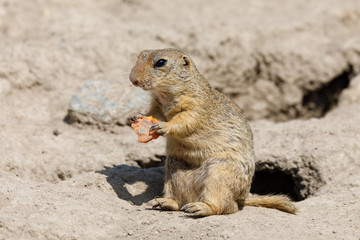 European ground squirrel (Spermophilus citellus)