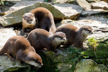 family of European otter (Lutra lutra)