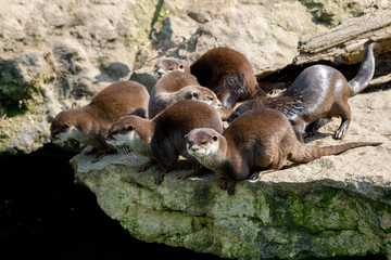 family of European otter (Lutra lutra)