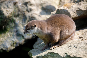 European otter family (Lutra lutra)