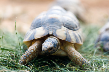 Russian tortoise (Agrionemys horsfieldii)