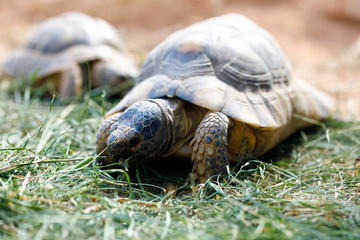 Fototapeta premium Russian tortoise (Agrionemys horsfieldii)