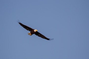 Weißkopfseeadler (Haliaeetus leucocephalus) im Flug über Port Renfrew auf Vancouver Island, British Columbia, Kanada.