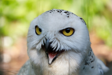 snowy owl (Bubo scandiacus) large white bird