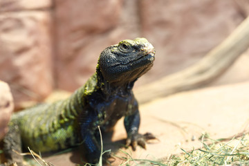 Uromastyx is a genus of African and Asian agamid lizards