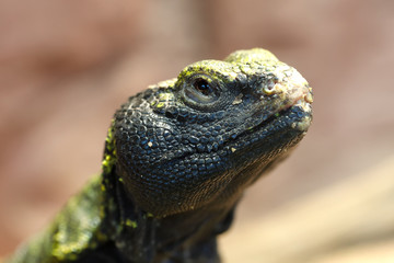 Uromastyx is a genus of African and Asian agamid lizards