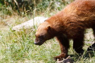 Wolverine (Gulo gulo)