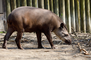 endangered South American tapir