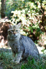 portrait of wildcat (Felis silvestris)