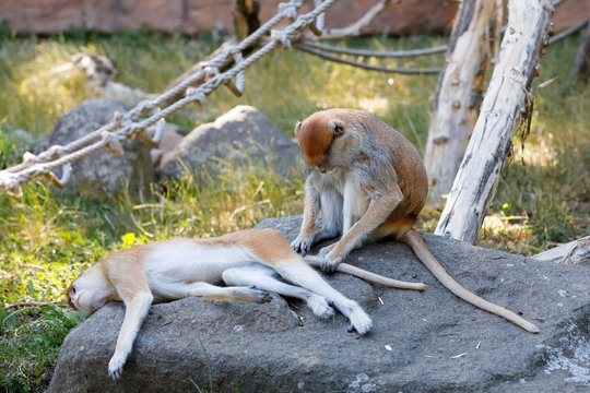 patas monkey (Erythrocebus patas)