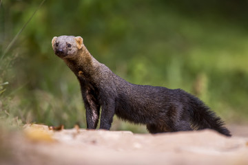 Irara (Eira barbara) | Tayra photographed in Linhares, Espírito Santo - Southeast of Brazil. Atlantic Forest Biome.