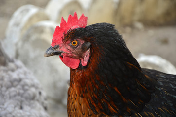 Gallinas de granja.