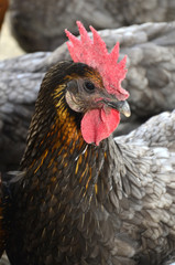 Gallinas de granja.