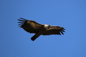 Obraz premium Griffon vulture