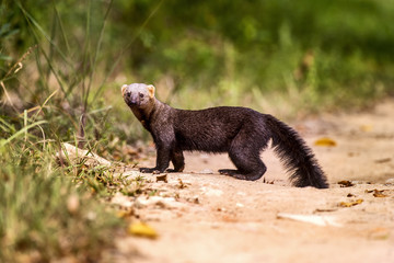 Irara (Eira barbara) | Tayra photographed in Linhares, Espírito Santo - Southeast of Brazil. Atlantic Forest Biome.