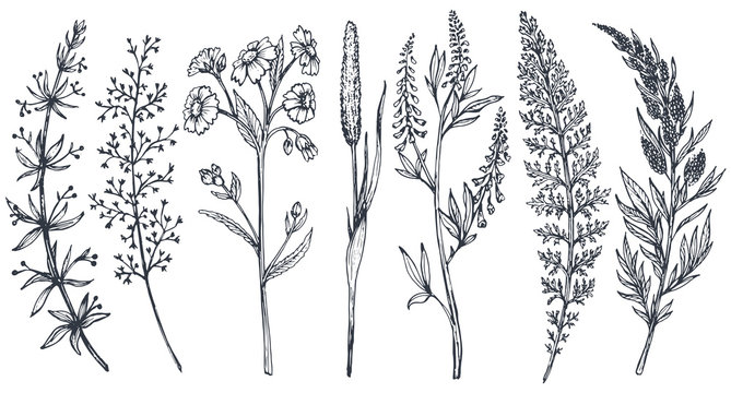 Hand drawn wildflowers and herbs vector set