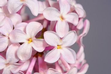 Beautiful Lilac Flowers Close-Up