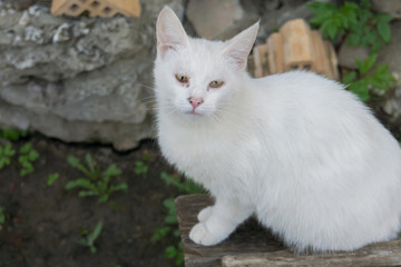 White Cat Macro