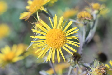 yellow flowers in the field