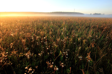 foggy dawn in a field