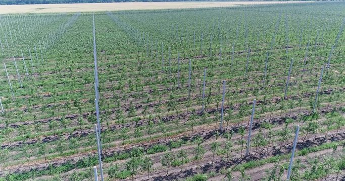 A view of the seedlings of trees from the air, flying over tree seedlings, a garden center, a young apple garden on the field, Rows of tree saplings in the Young apple garden, 4k, aerial