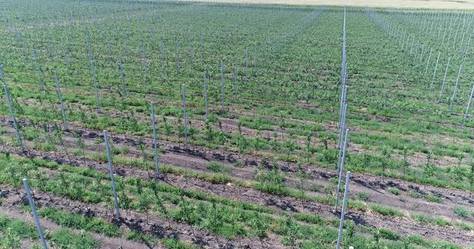 A view of the seedlings of trees from the air, flying over tree seedlings, a garden center, a young apple garden on the field, Rows of tree saplings in the Young apple garden, 4k, aerial