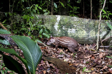 Paca (Cuniculus paca) | Lowland paca photographed in Linhares, Espírito Santo - Southeast of Brazil. Atlantic Forest Biome.