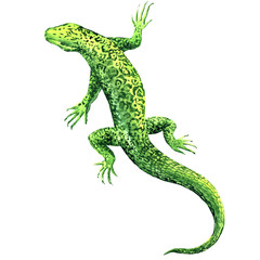 Green lizard, top view, isolated, watercolor illustration on white