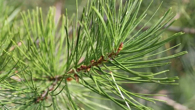Pine tree branches covered with water droplets. Closeup. HD

