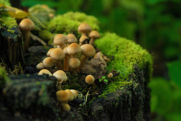 Group of Honey fungus growing on stump with green moss. Close up. Blurry background.